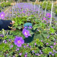 Geranium ‘Bloom Me Away’