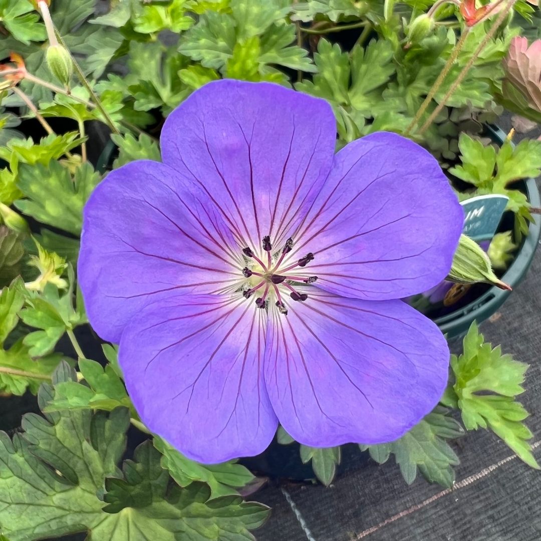 Geranium ‘Bloom Me Away’