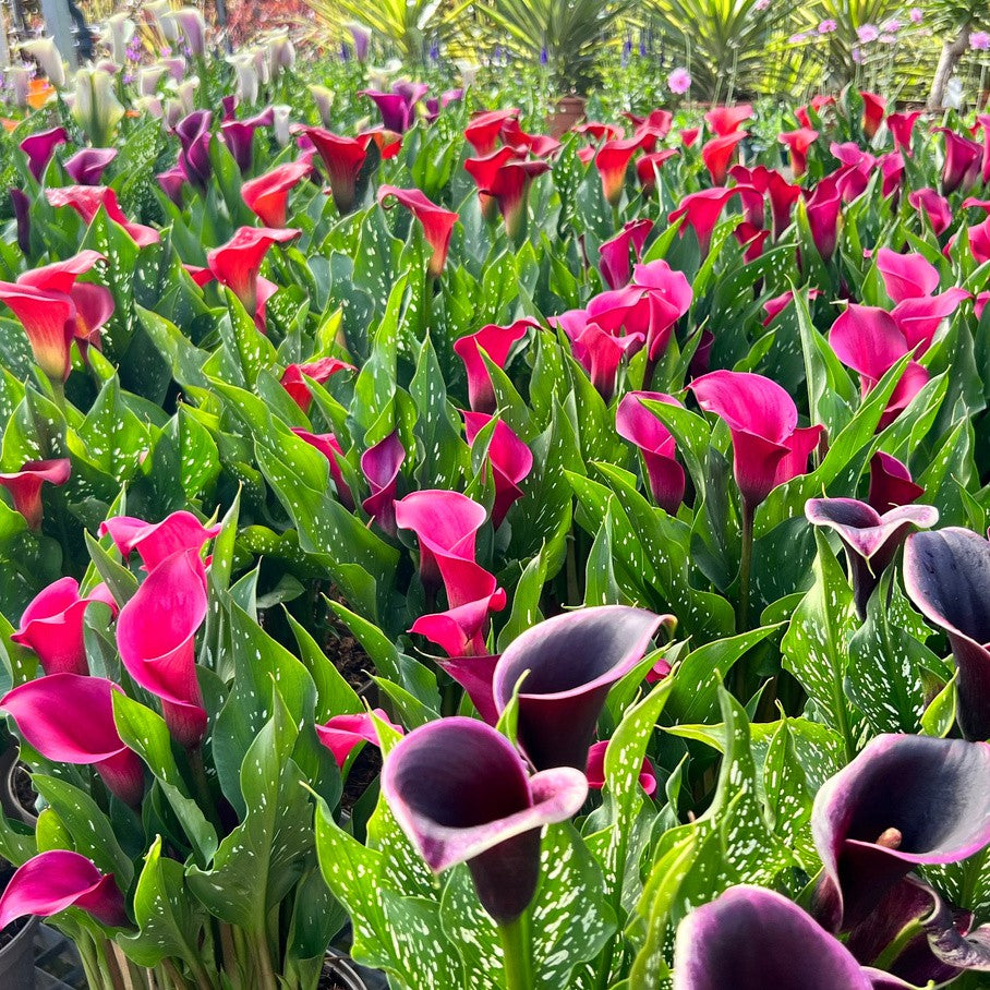 Flowering plants supplied for landscaping projects, public displays and commercial planting.