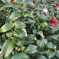 Close-up of a camellia plant with glossy green leaves, small bud clusters, and a few visible flower buds, photographed in a nursery setting with plant tags in the background.