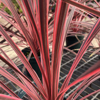 Close-up of a pink and burgundy Mediterranean plant with long, narrow leaves showing pinkish-red and green stripes, growing in a black plastic pot on a metal nursery rack.