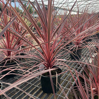 selection of 3ltr corlyline charlie boys in a nursery
