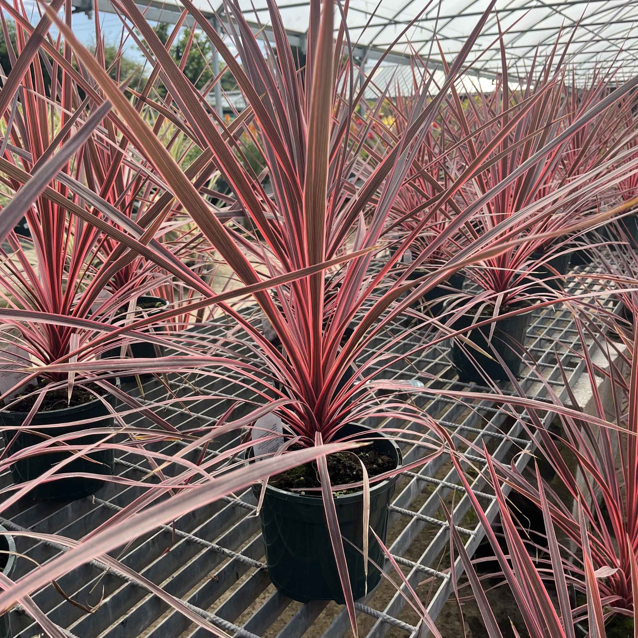 selection of 3ltr corlyline charlie boys in a nursery