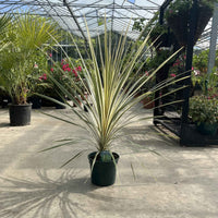 3 litre yellow and green variegated Cordyline in nursery greenhouse