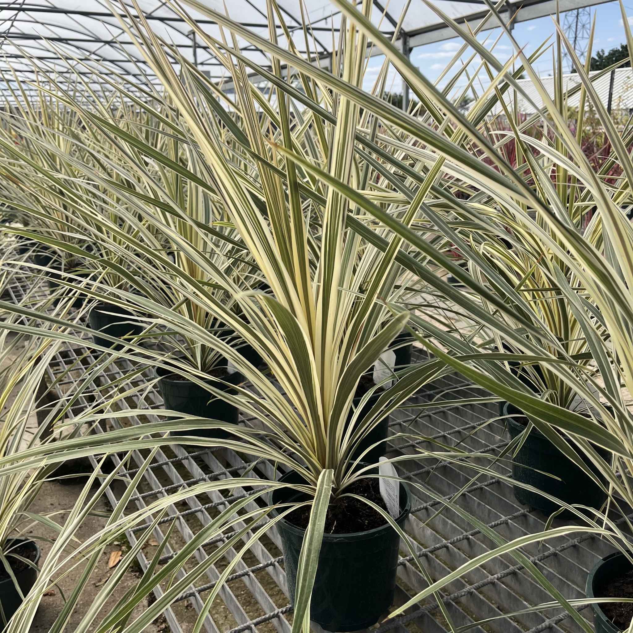 A potted variegated Cordyline plant with long, sword-like leaves in green and creamy yellow stripes, growing in a black nursery pot on a greenhouse metal grid.
