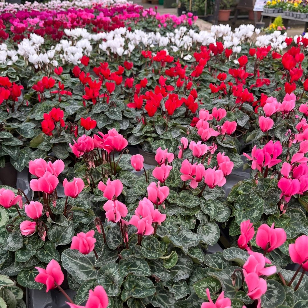 Mini Cyclamen – Outdoor Autumn Colour | 10.5cm Pot