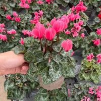 Mini Cyclamen – Outdoor Autumn Colour | 10.5cm Pot