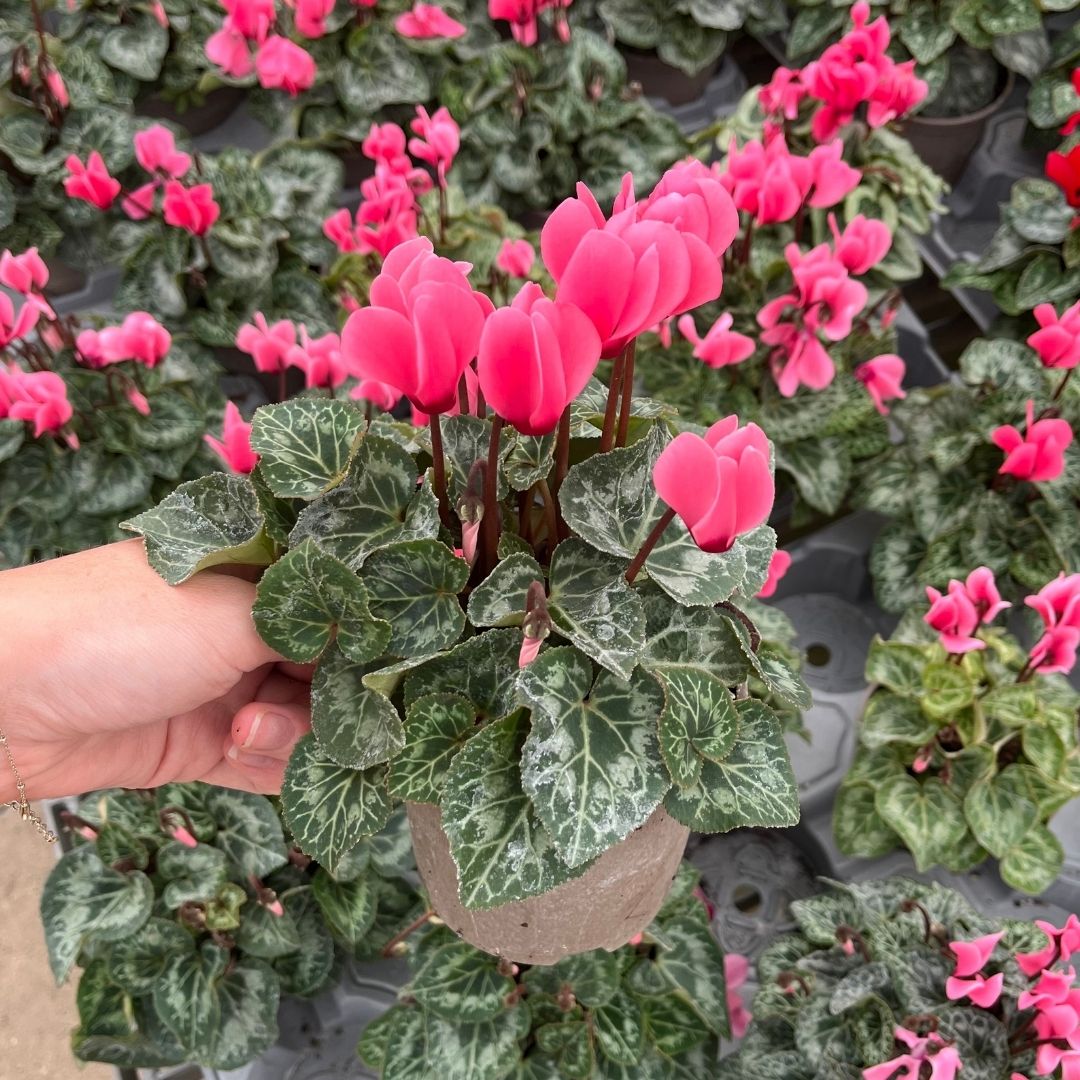 Mini Cyclamen – Outdoor Autumn Colour | 10.5cm Pot