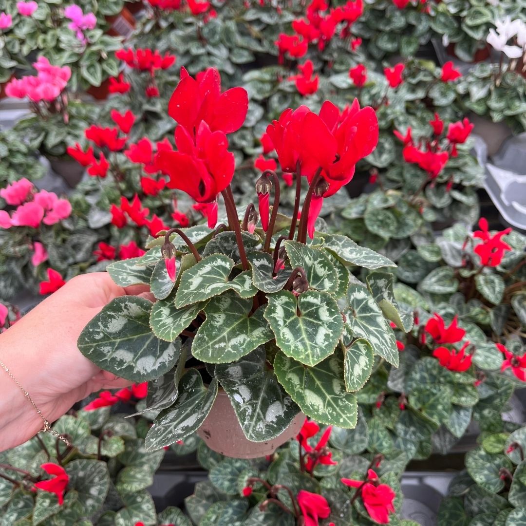 Mini Cyclamen – Outdoor Autumn Colour | 10.5cm Pot