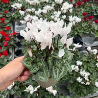 Mini Cyclamen – Outdoor Autumn Colour | 10.5cm Pot