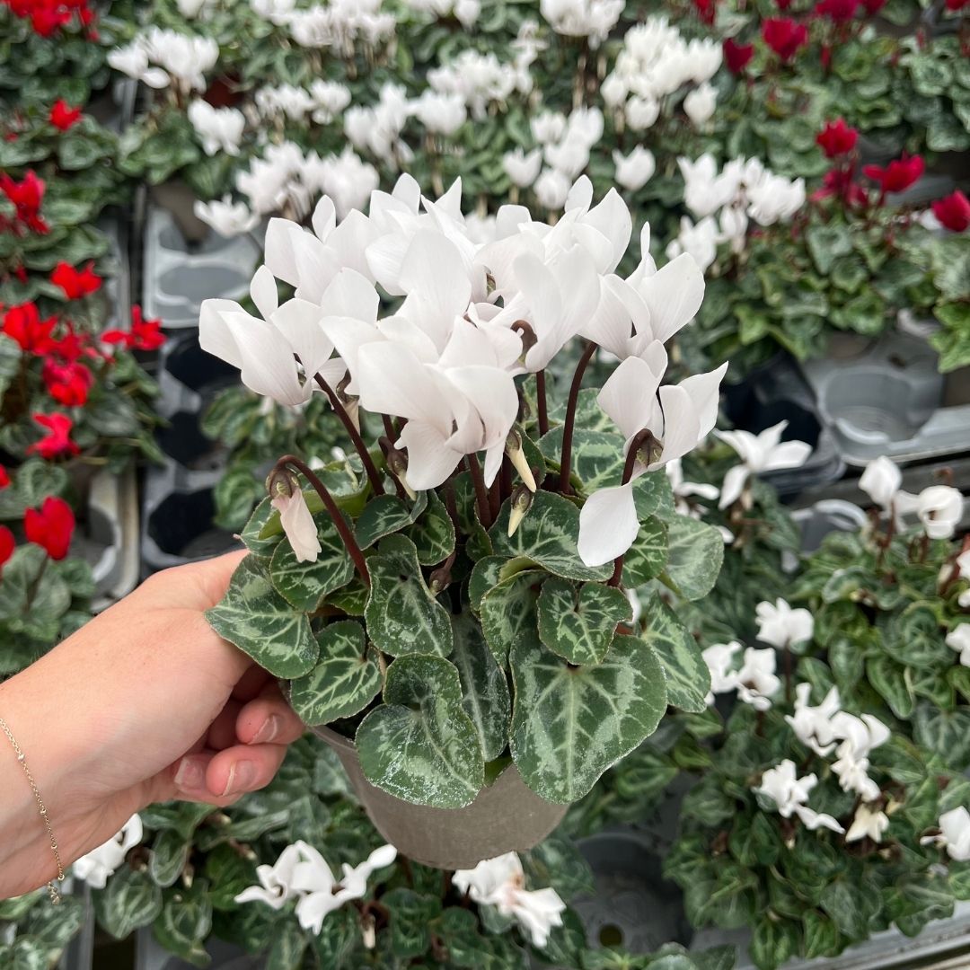 Mini Cyclamen – Outdoor Autumn Colour | 10.5cm Pot
