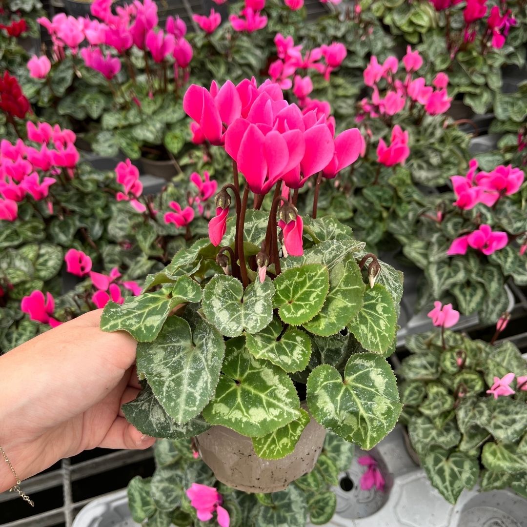 Mini Cyclamen – Outdoor Autumn Colour | 10.5cm Pot