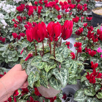 Mini Cyclamen – Outdoor Autumn Colour | 10.5cm Pot