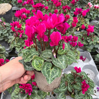 Mini Cyclamen – Outdoor Autumn Colour | 10.5cm Pot