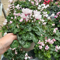 Mini Cyclamen – Outdoor Autumn Colour | 10.5cm Pot