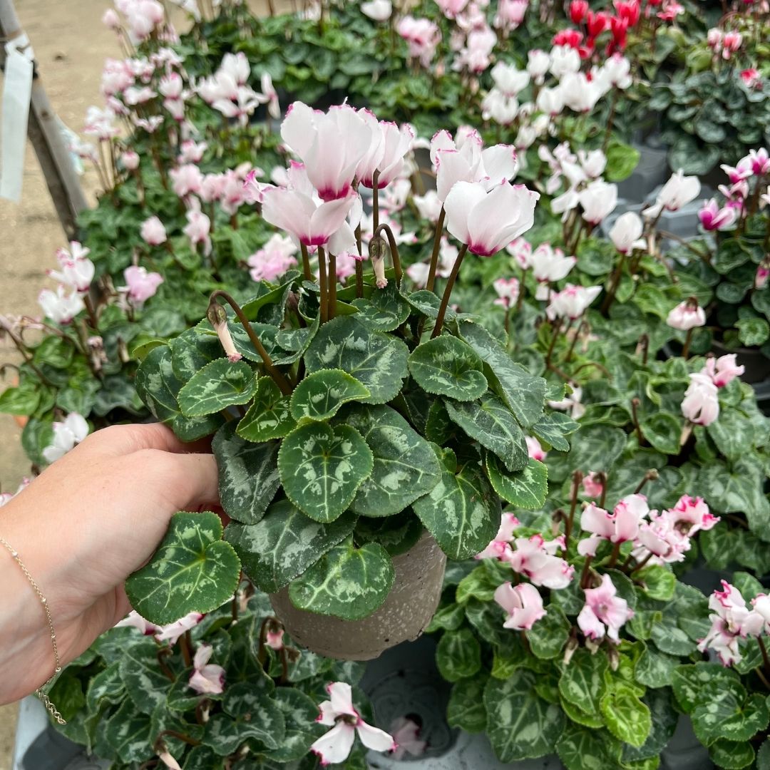 Mini Cyclamen – Outdoor Autumn Colour | 10.5cm Pot