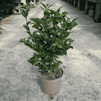A potted green leafy plant in a light gray plastic nursery pot, photographed on a concrete floor in  a nursery greenhouse aisle.