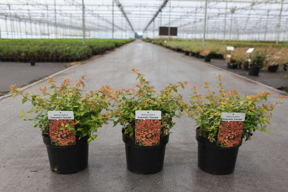 Abelia grandiflora CARAMEL CHARM (PBR)