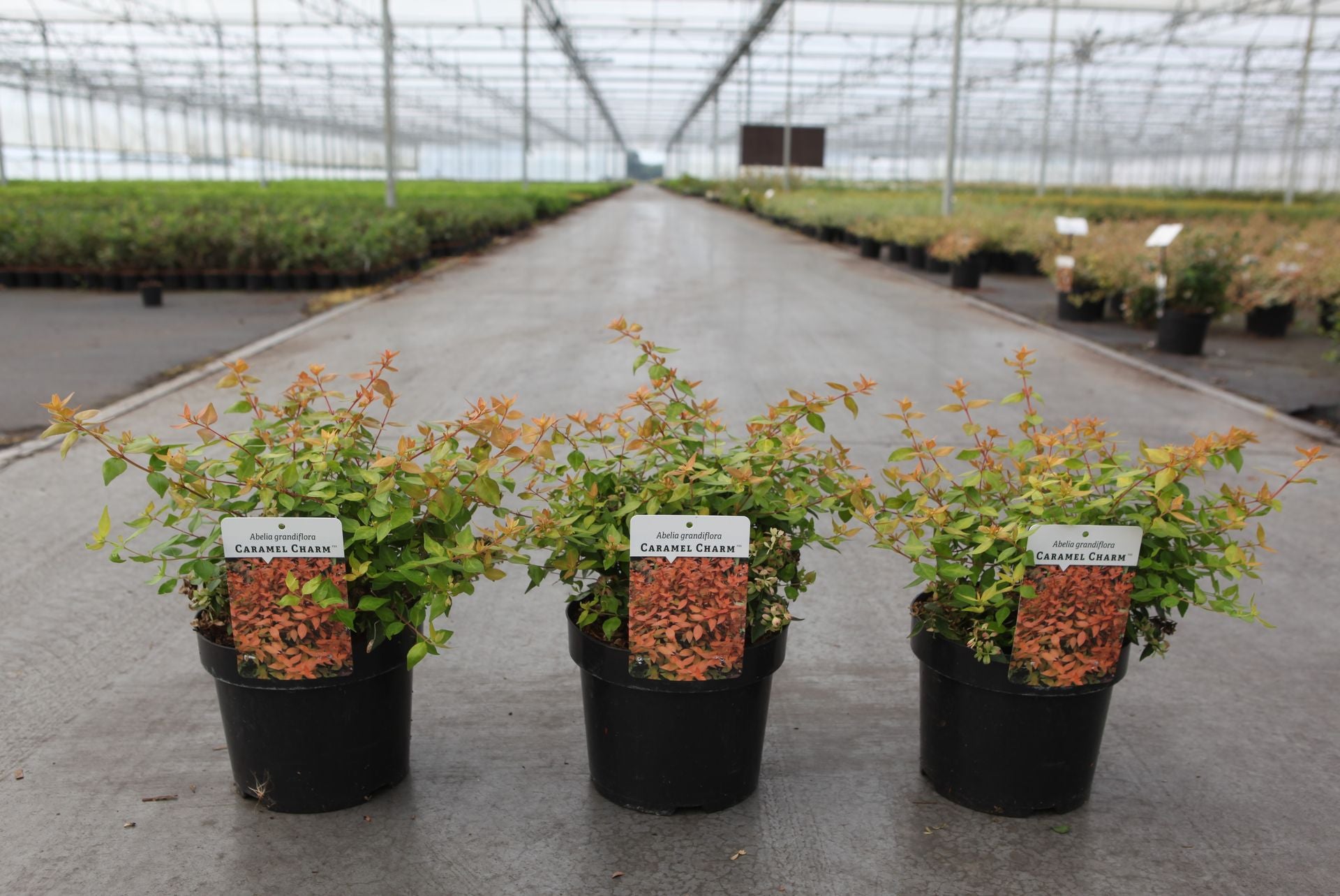 Abelia grandiflora CARAMEL CHARM (PBR)