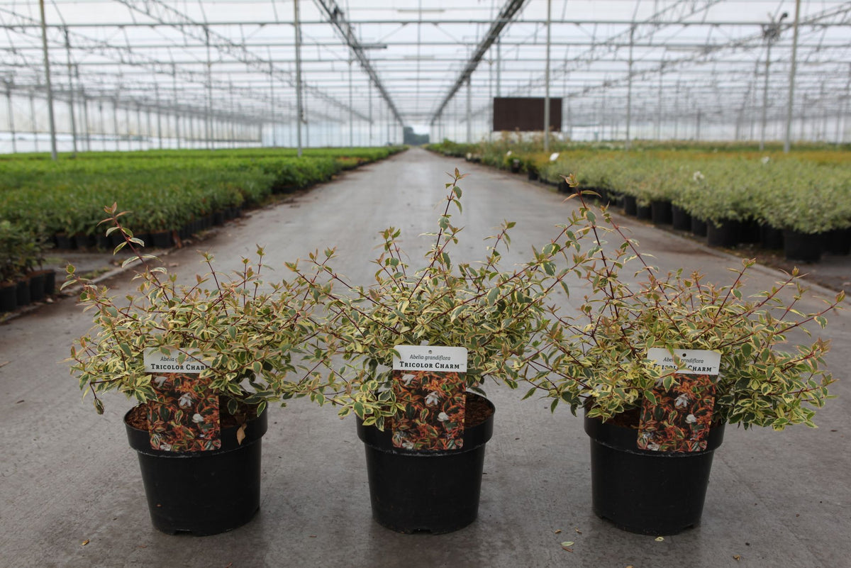 Abelia grandiflora TRICOLOR CHARM (PBR)