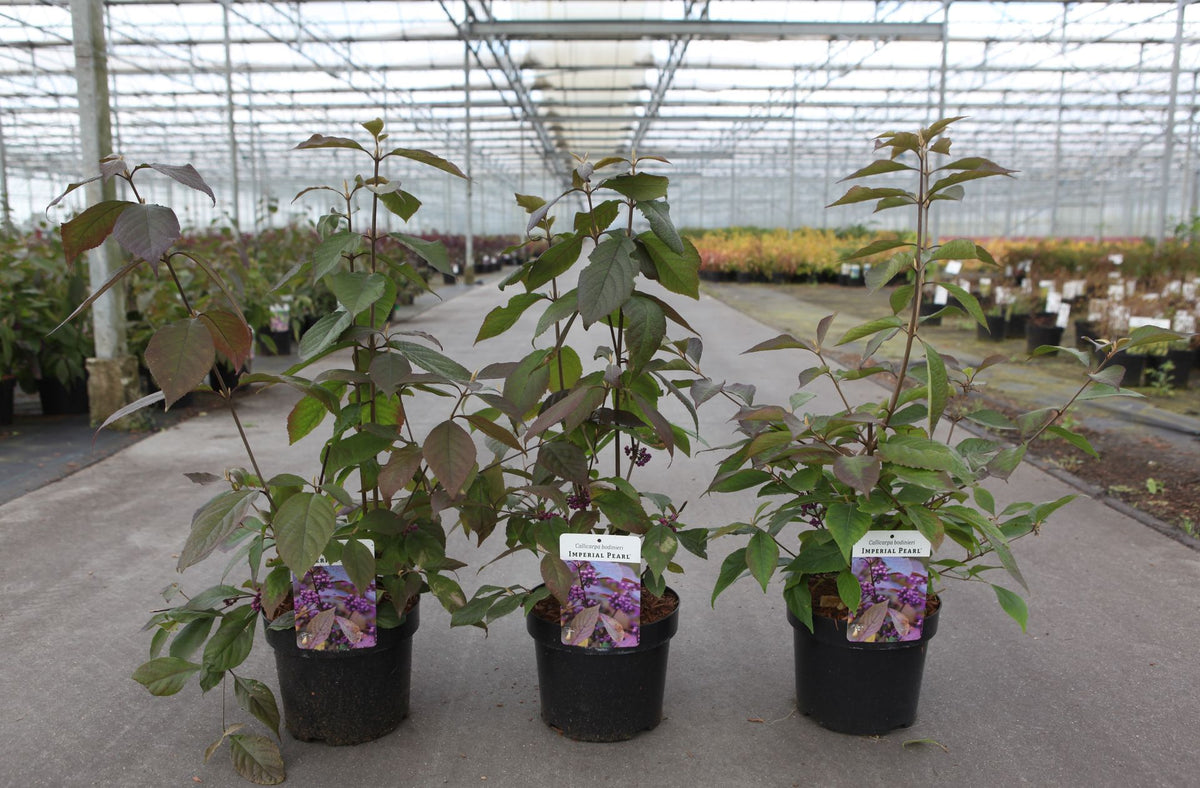 Callicarpa bodinieri IMPERIAL PEARL©