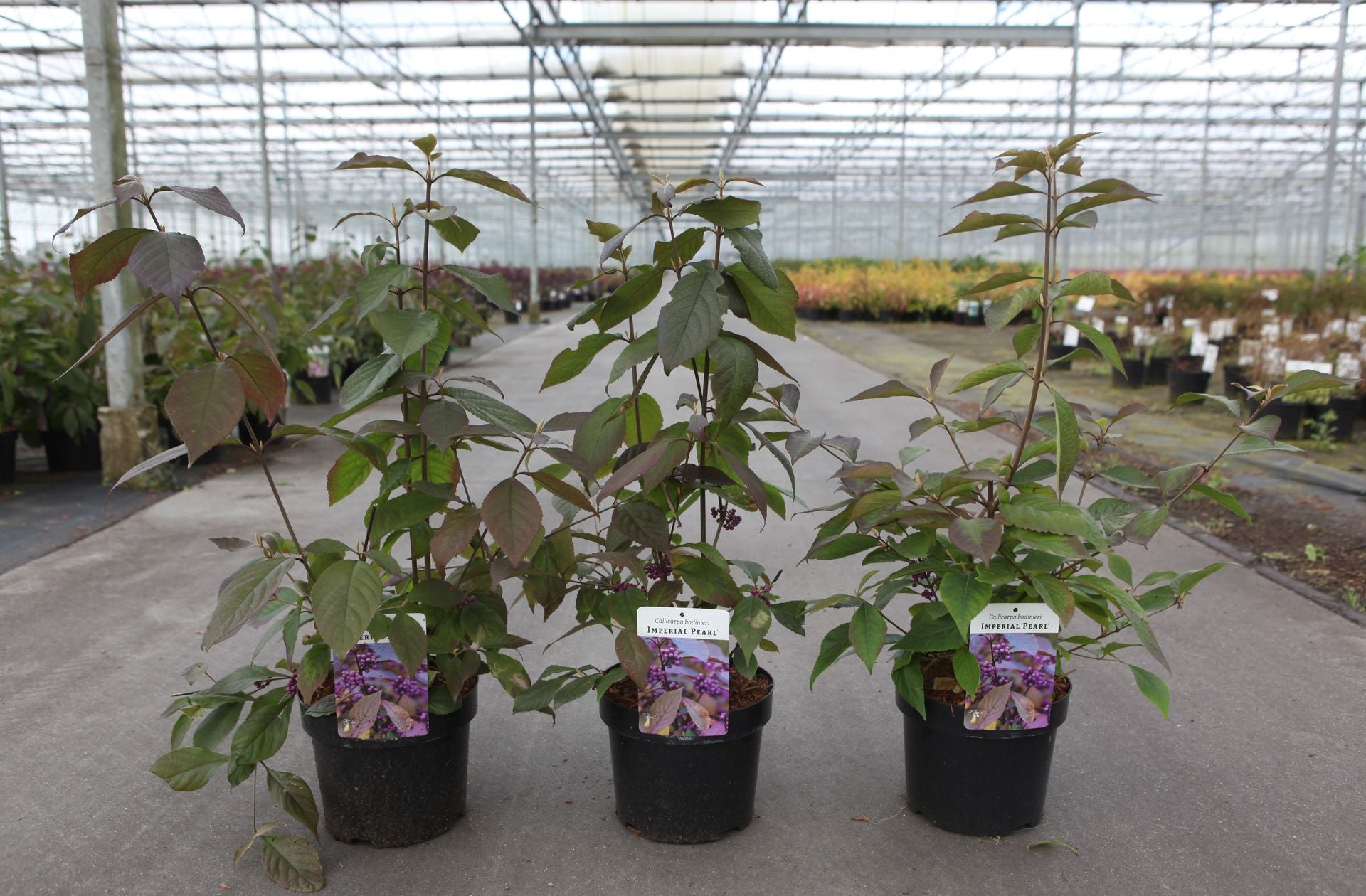 Callicarpa bodinieri IMPERIAL PEARL©
