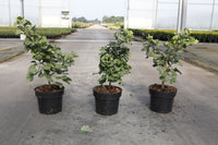 Ginkgo biloba 'Mariken'