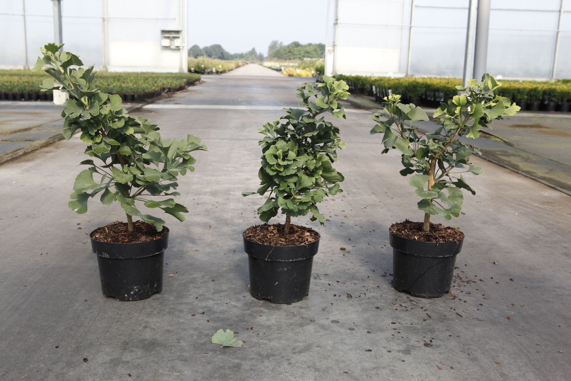 Ginkgo biloba 'Mariken'