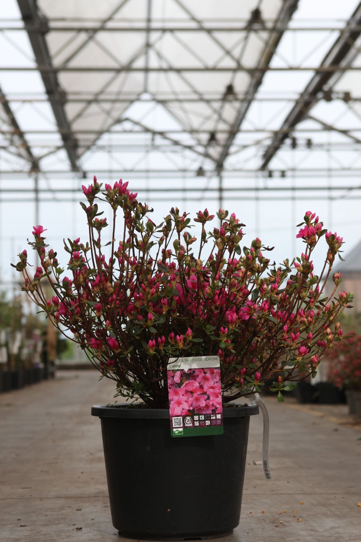 Azalea japonica 'Conny'