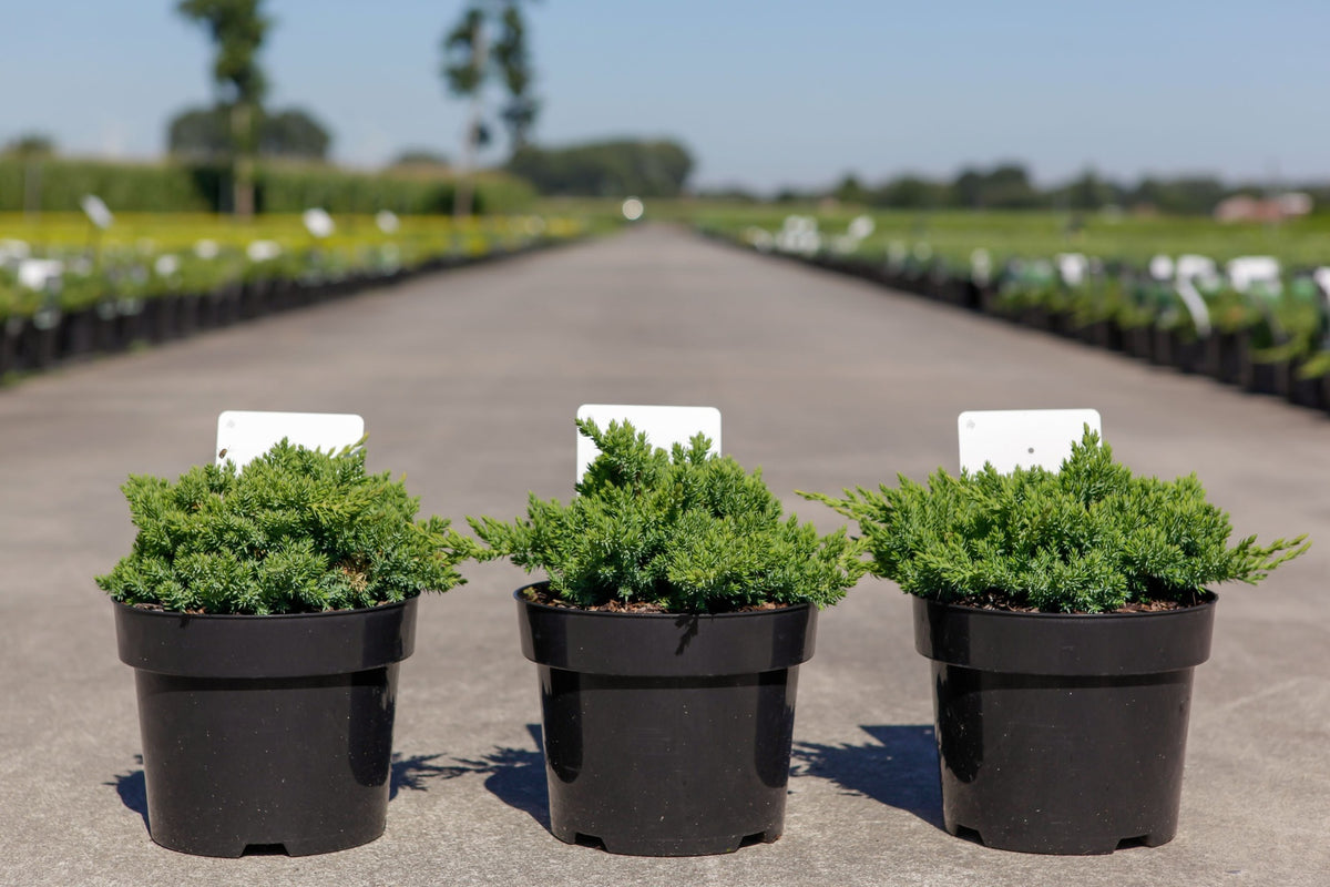 Juniperus procumbens 'Nana'