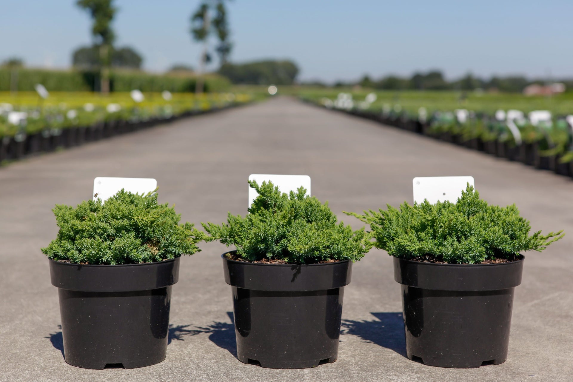 Juniperus procumbens 'Nana'