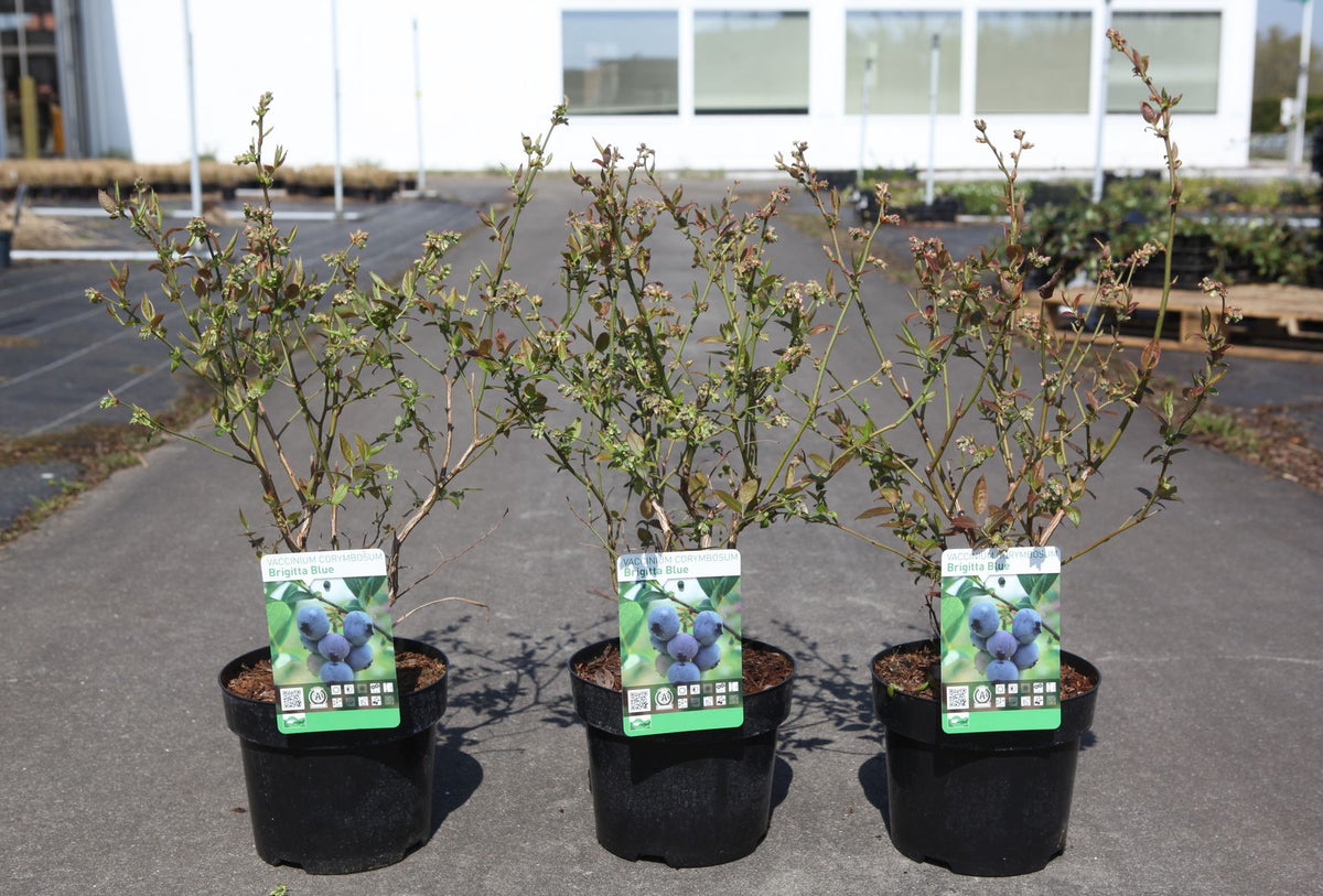 Vaccinium corymbosum 'Brigitta Blue'