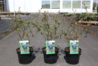 Vaccinium corymbosum 'Brigitta Blue'