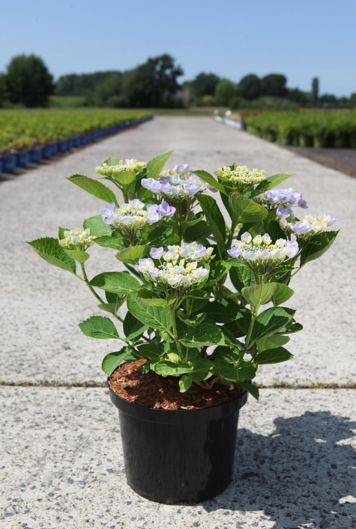 Hydrangea macrophylla ‘Nanping (Teller Blue)’ lacecap hydrangea in pot with pale blue and white flowers