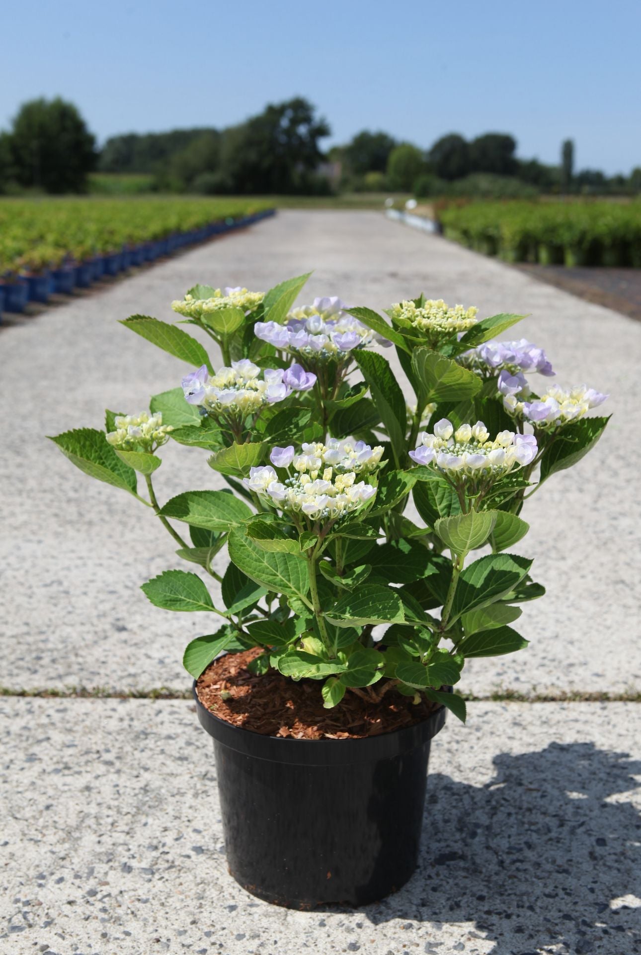 Hydrangea macrophylla ‘Nanping (Teller Blue)’ lacecap hydrangea in pot with pale blue and white flowers