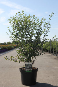Spiraea vanhouttei