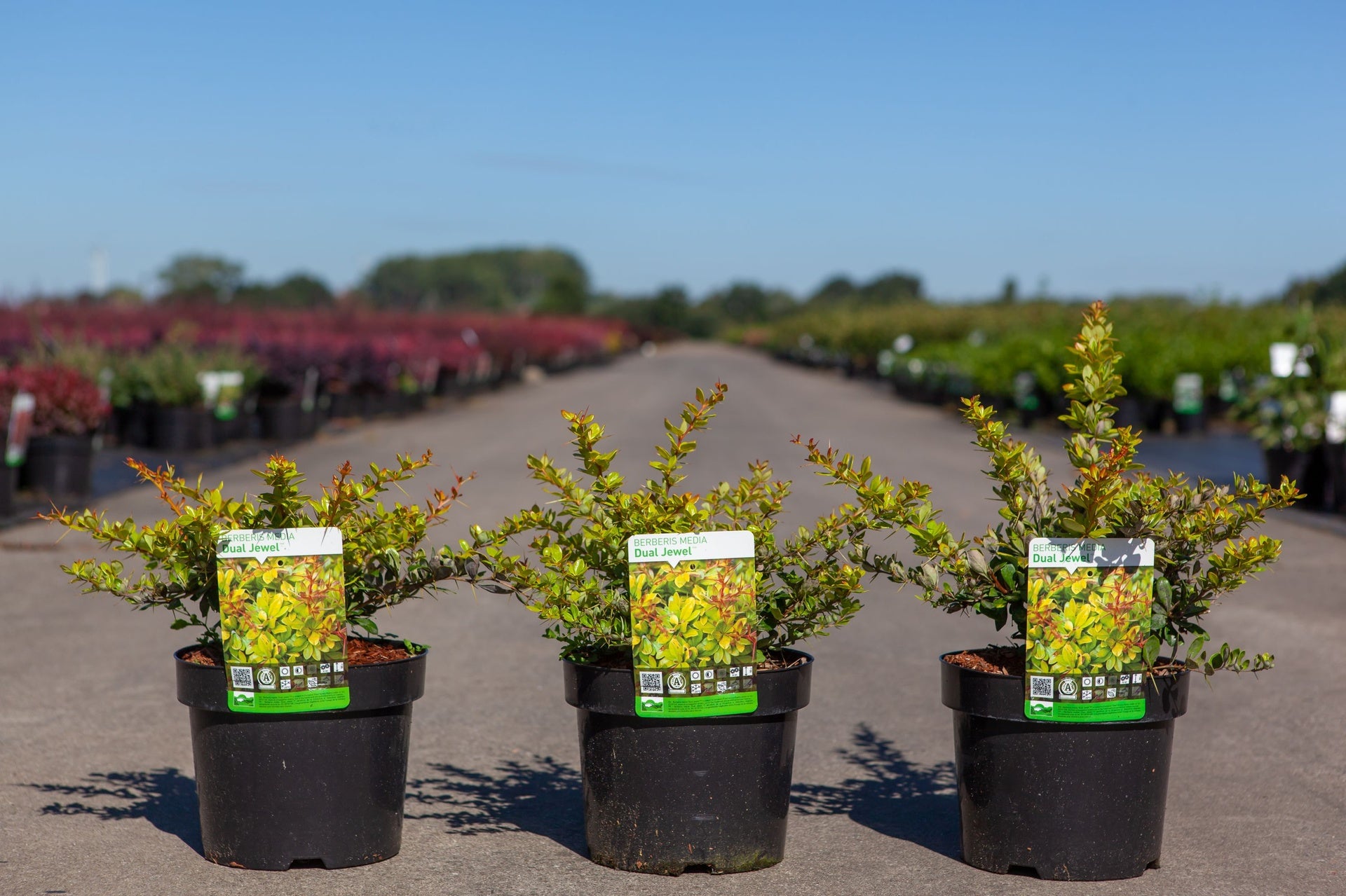 Berberis media 'Dual Jewel' (PBR)