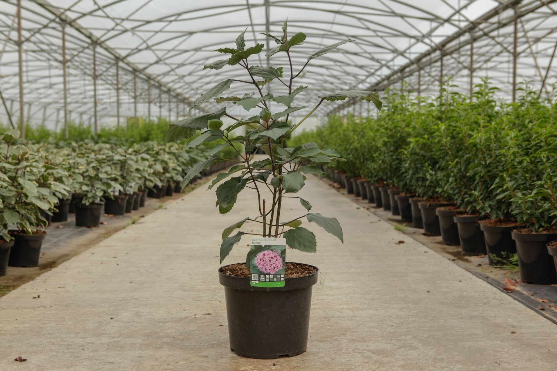 Clerodendrum bungei