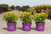Physocarpus opulifolius First Editions© 'Lucky Devil' (PBR)