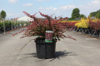 Berberis thunbergii 'Orange Dream' (PBR)