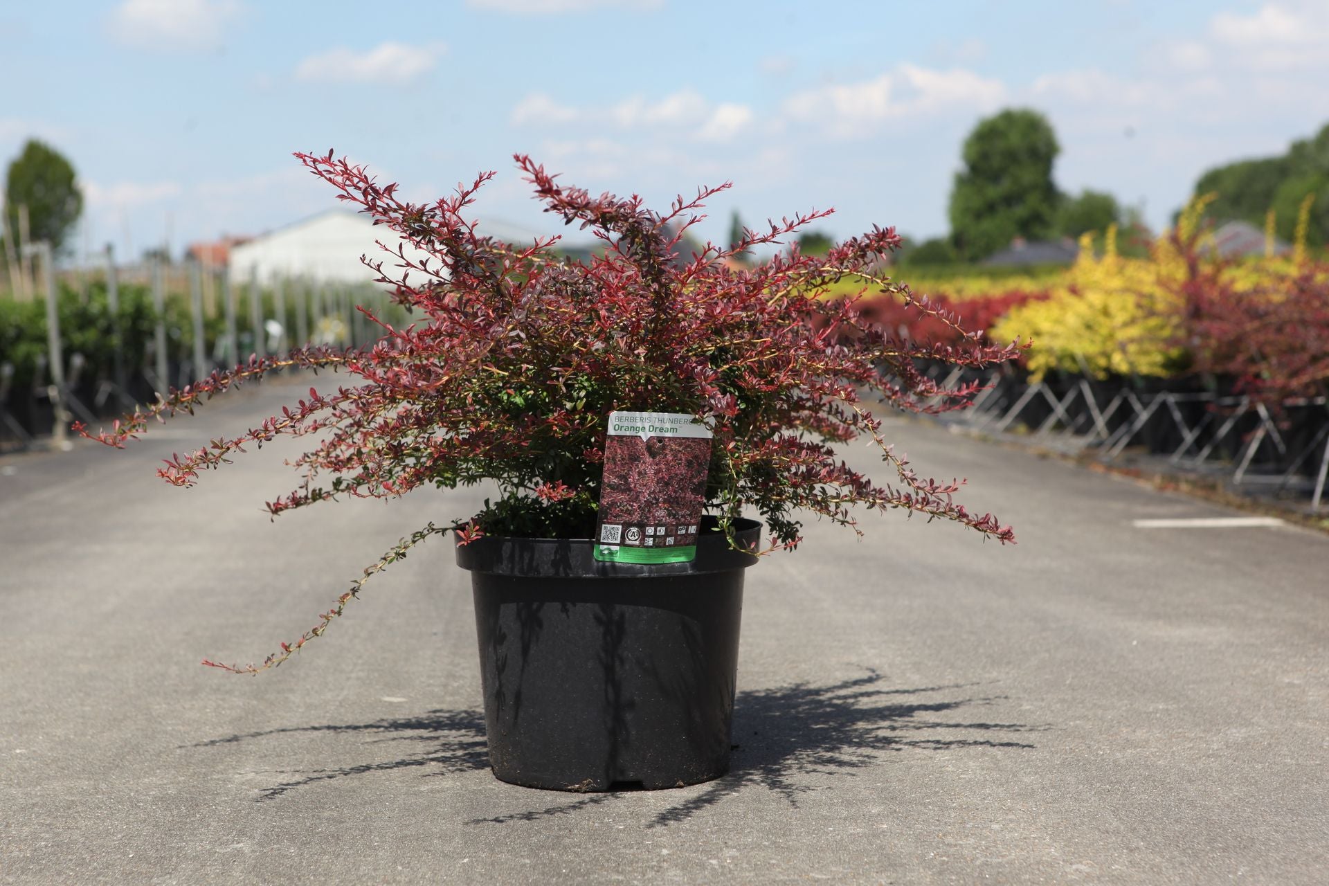 Berberis thunbergii 'Orange Dream' (PBR)