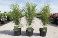 Frangula alnus 'Fine Line©'