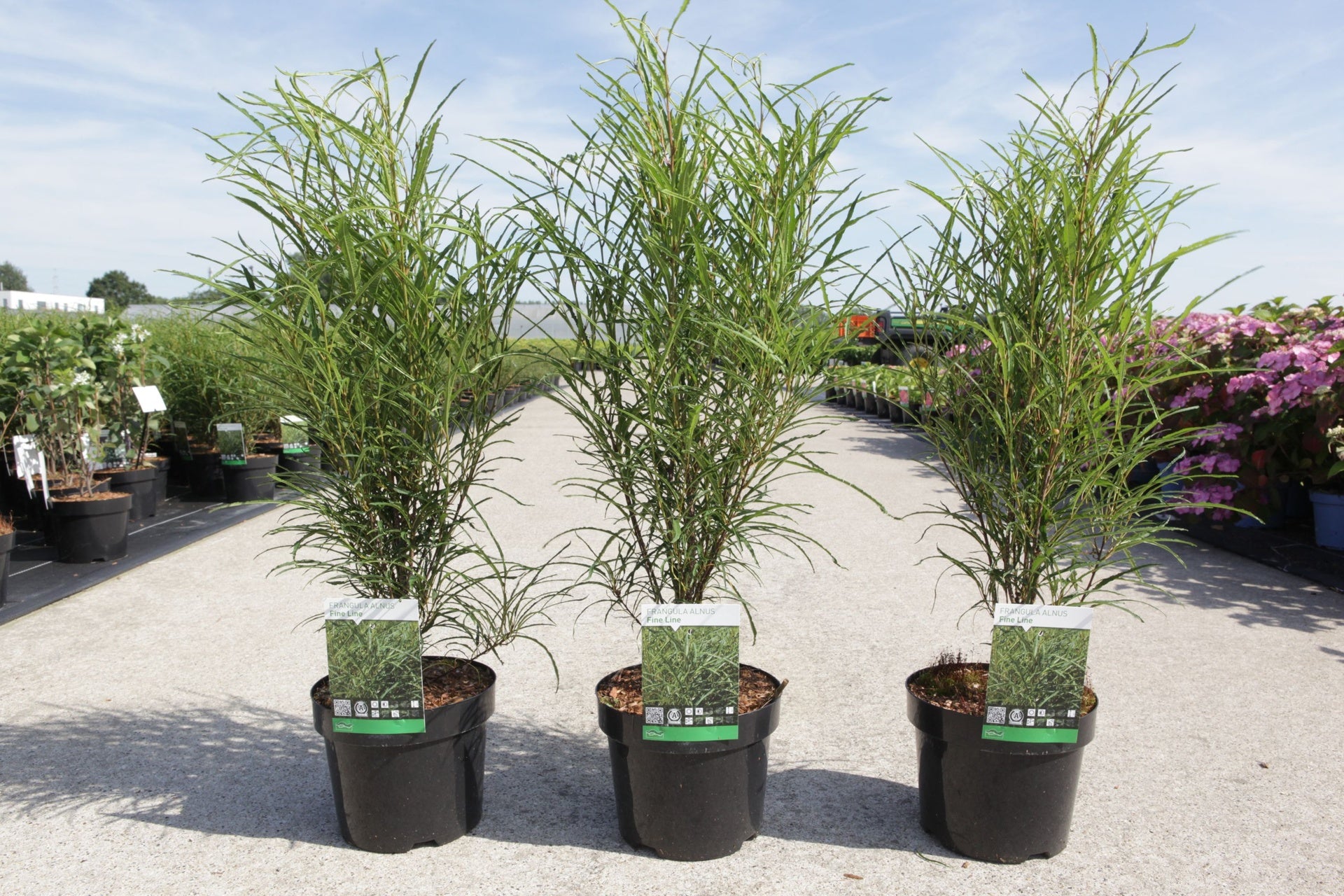 Frangula alnus 'Fine Line©'