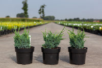 Juniperus squamata 'Blue Compact'