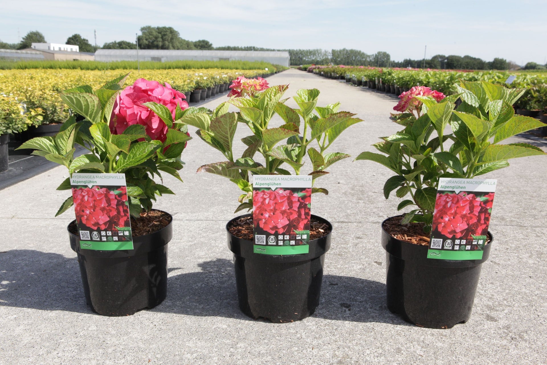 Hydrangea macrophylla ‘Alpenglühen’ red mophead hydrangea in pots with vibrant blooms and fresh green foliage