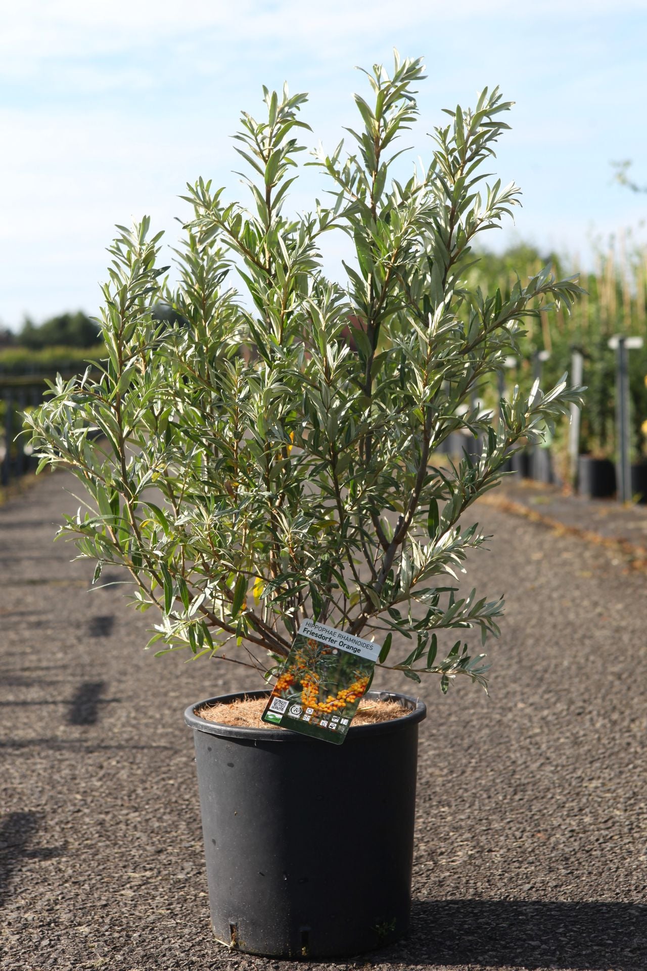 Hippophae rhamnoides 'Friesdorfer Orange'