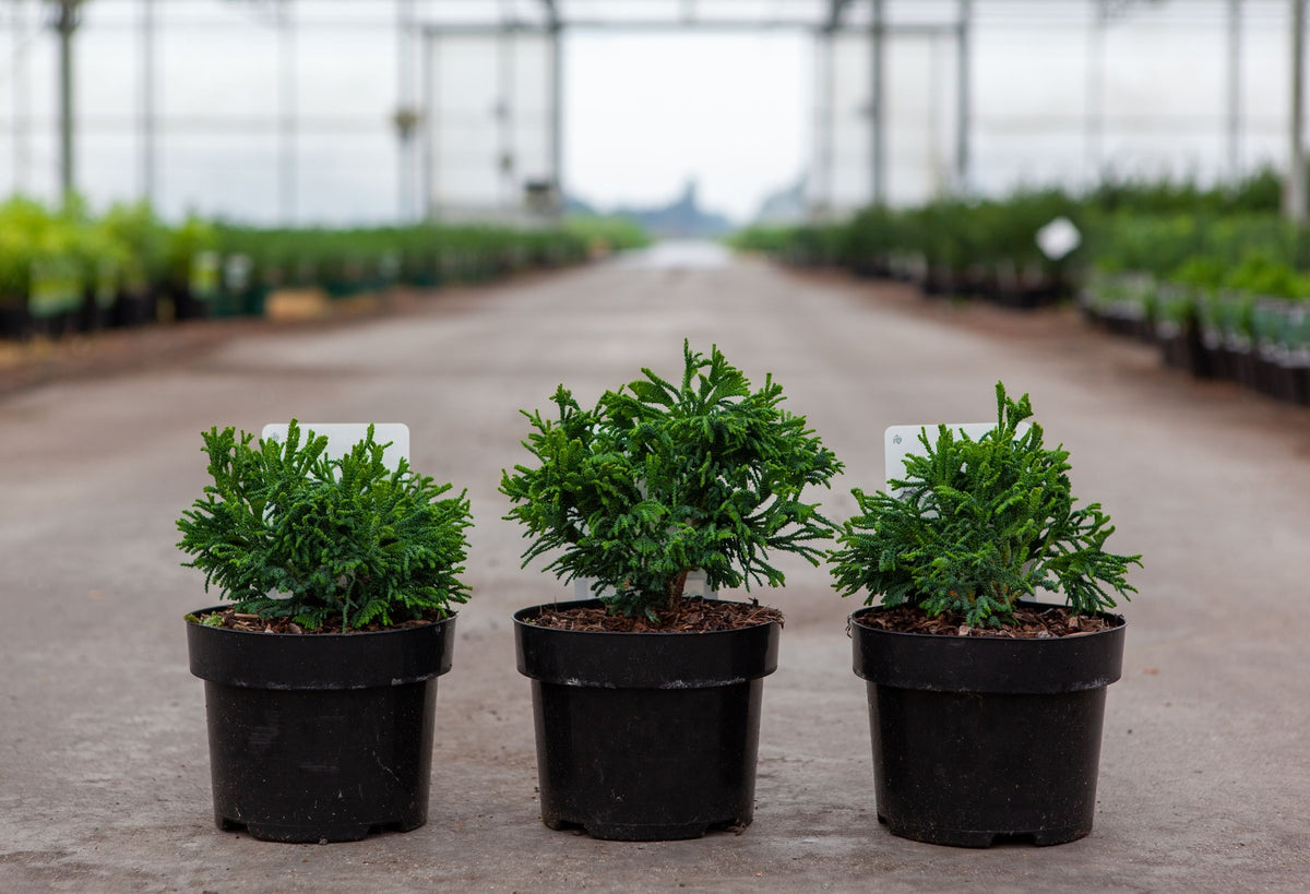 Chamaecyparis obtusa 'Brigitt'