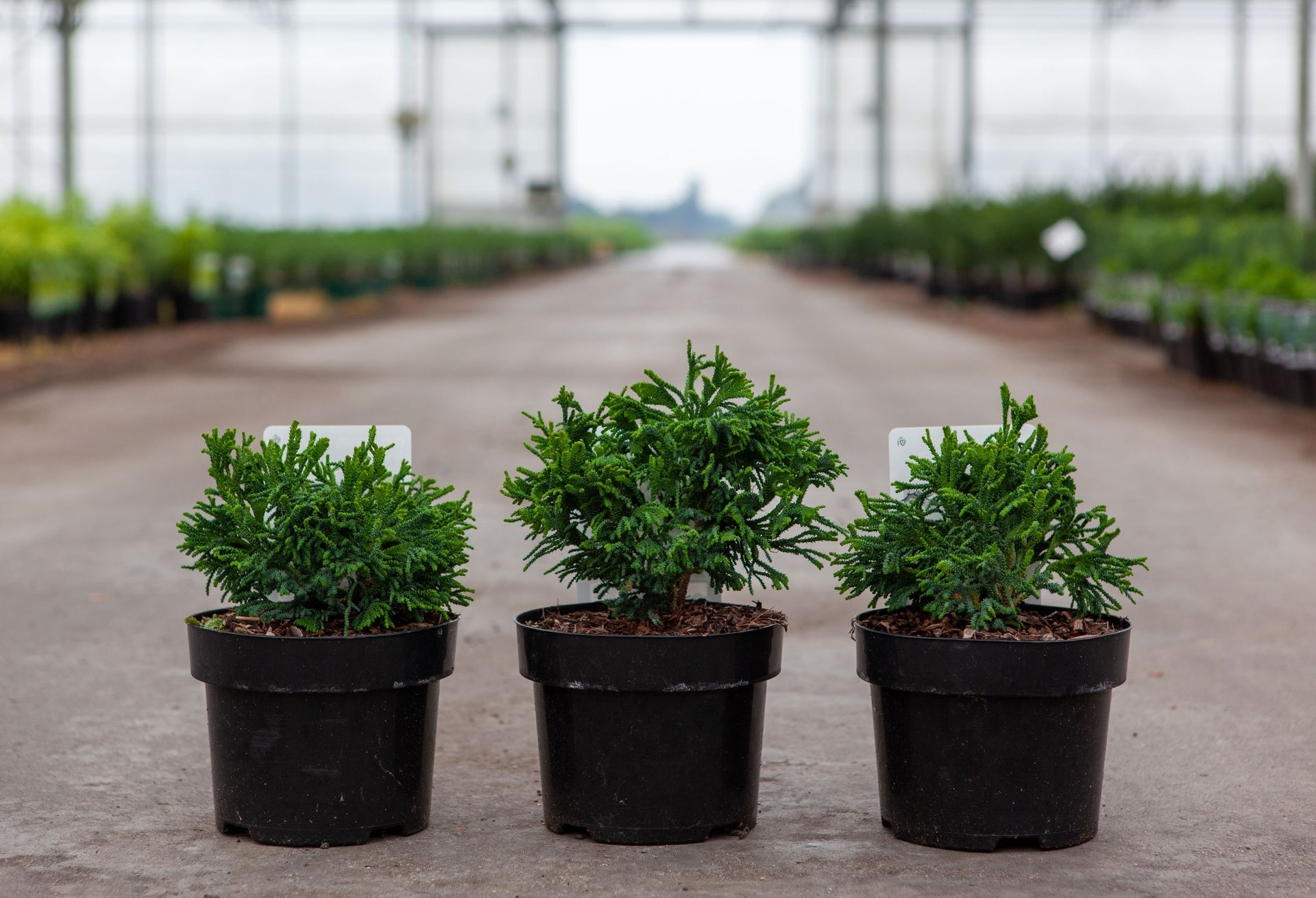 Chamaecyparis obtusa 'Brigitt'