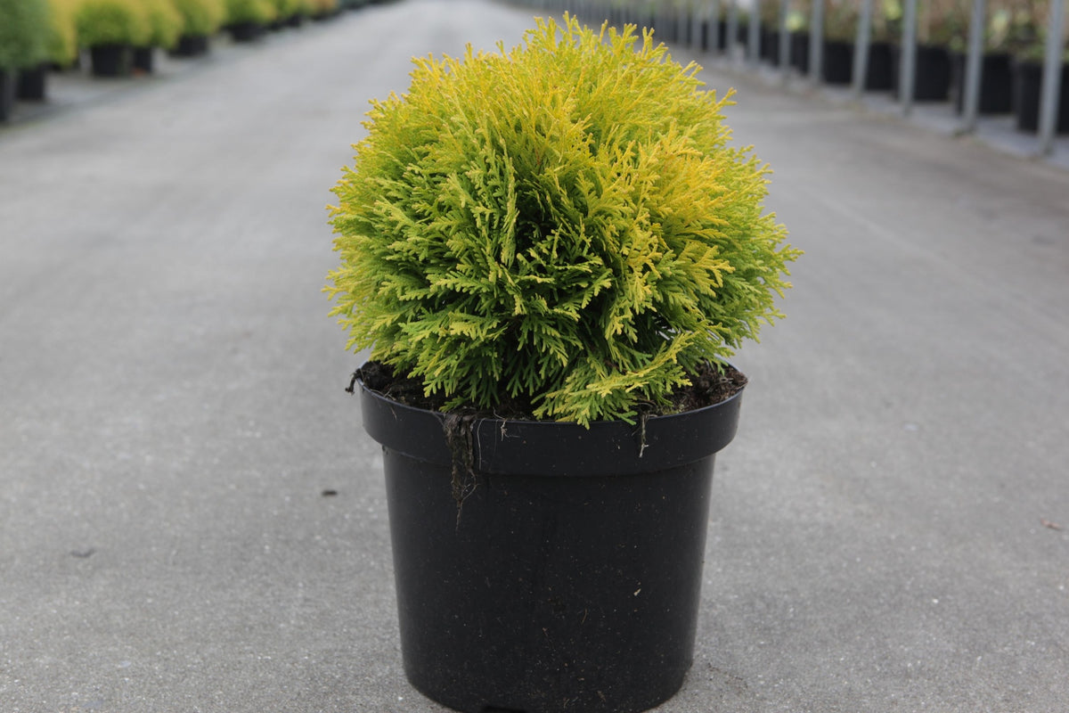 Thuja occidentalis 'Amber Glow'