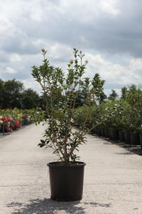 Osmanthus heterophyllus